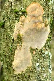 Attēlu rezultāti vaicājumam “Phellinus ferruginosus”