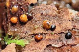 Attēlu rezultāti vaicājumam “Licea chelonoides macro”