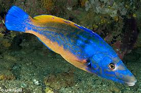 Image result for Labrus mixtus