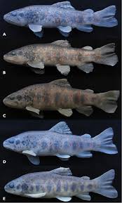 Image result for Salmo pallaryi