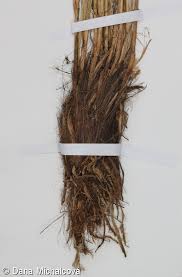 Attēlu rezultāti vaicājumam “Carex appropinquata leaf”