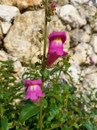 Image result for Antirrhinum majus maximum