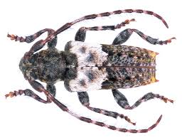 Attēlu rezultāti vaicājumam “Pogonocherus hispidulus”