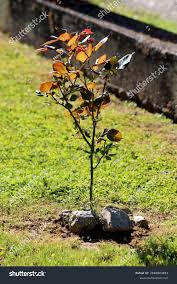 Attēlu rezultāti vaicājumam “Rosa glauca leaf”