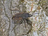 Attēlu rezultāti vaicājumam “Eremocoris plebejus”