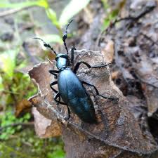 Attēlu rezultāti vaicājumam “Meloe sp. larva”