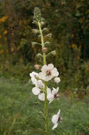Image result for Verbascum blattaria