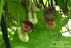 Attēlu rezultāti vaicājumam “Aristolochia durior”