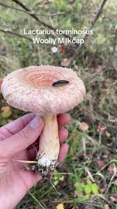 Attēlu rezultāti vaicājumam “Lactarius torminosus”