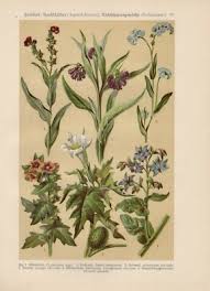 Image result for bilsenkraut