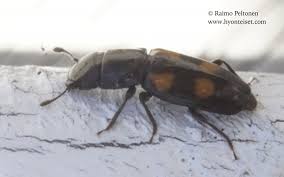 Attēlu rezultāti vaicājumam “Glischrochilus quadripunctatus”