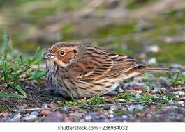 Image result for Emberiza pusilla