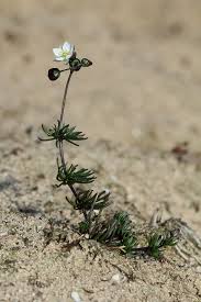 Attēlu rezultāti vaicājumam “Spergula morisonii”