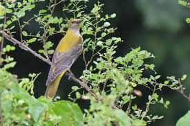 Attēlu rezultāti vaicājumam “Oriolus oriolus female”