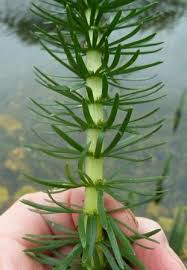 Attēlu rezultāti vaicājumam “Hippuridaceae”