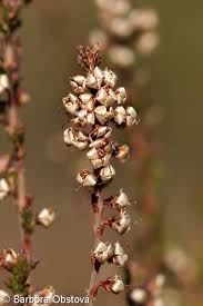 Attēlu rezultāti vaicājumam “Calluna vulgaris bud”