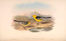 Attēlu rezultāti vaicājumam “Motacilla citreola”