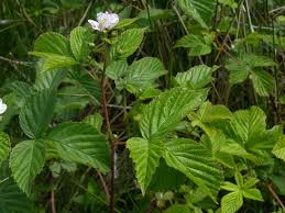 Attēlu rezultāti vaicājumam “Rubus plicatus flower”