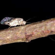 Attēlu rezultāti vaicājumam “Psococerastis gibbosa”