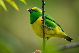 Attēlu rezultāti vaicājumam “Fringillidae”