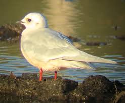 Image result for Rhodostethia rosea