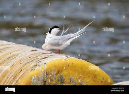 Image result for Sterna dougallii