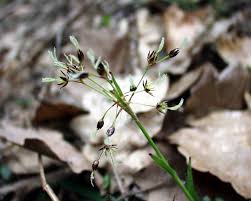 Attēlu rezultāti vaicājumam “Luzula pilosa fruit”