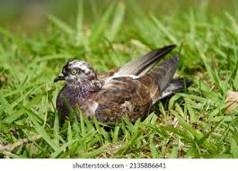 Attēlu rezultāti vaicājumam “Columba livia f. domestica”