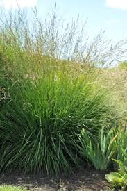 Attēlu rezultāti vaicājumam “Molinia caerulea”