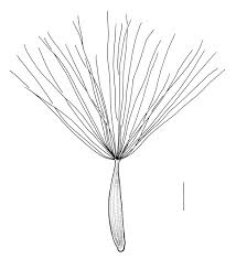 Attēlu rezultāti vaicājumam “Crepis tectorum”