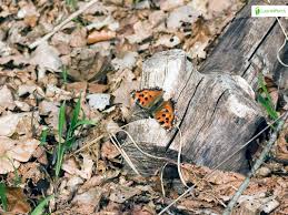 Attēlu rezultāti vaicājumam “Nymphalis xanthomelas upperside”