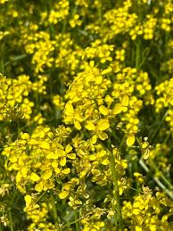 Attēlu rezultāti vaicājumam “Bunias orientalis flower”