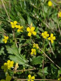 Attēlu rezultāti vaicājumam “Diplotaxis muralis flower”