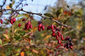 Attēlu rezultāti vaicājumam “Berberis vulgaris fruit”