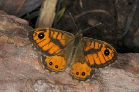 Attēlu rezultāti vaicājumam “Lasiommata megera underside”