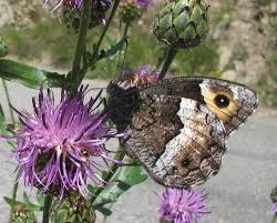 Attēlu rezultāti vaicājumam “Hipparchia alcyone underside”
