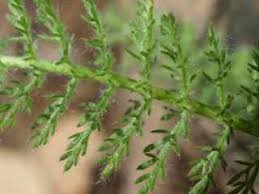 Attēlu rezultāti vaicājumam “Achillea millefolium leaf”