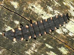 Attēlu rezultāti vaicājumam “Lampyris noctiluca larva”