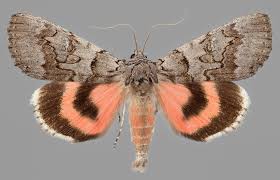 Attēlu rezultāti vaicājumam “Catocala pacta”