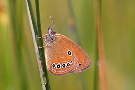 Attēlu rezultāti vaicājumam “Coenonympha hero underside”