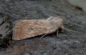 Attēlu rezultāti vaicājumam “Chortodes fluxa”