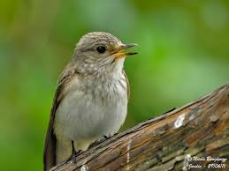 Attēlu rezultāti vaicājumam “Muscicapa striata adult”