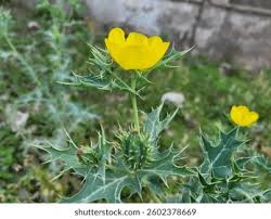 Attēlu rezultāti vaicājumam “Papaver argemone leaf”