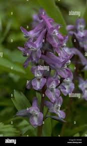 Attēlu rezultāti vaicājumam “Corydalis cava flower”