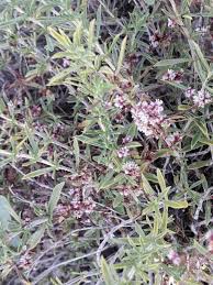 Attēlu rezultāti vaicājumam “Cuscuta epithymum subsp. trifolii”