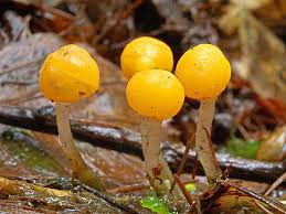 Attēlu rezultāti vaicājumam “Mitrula paludosa”