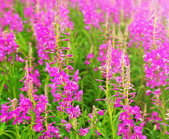 Image result for Epilobium angustifolium