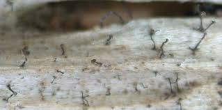 Attēlu rezultāti vaicājumam “Chaenotheca brunneola”