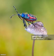 Attēlu rezultāti vaicājumam “Troilus luridus”