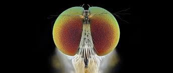 Attēlu rezultāti vaicājumam “macro”